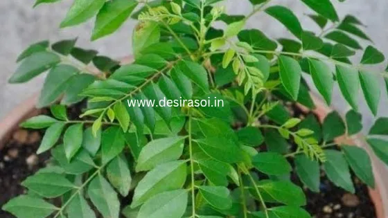 ये पत्ता के चमत्कारी फायदे जानकर आप भी चौंक जाएंगे 9 ये पत्ता के चमत्कारी फायदे जानकर आप भी चौंक जाएंगे 7