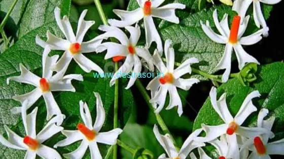 Harsingar flower benefits 8 Harsingar flower benefits 6